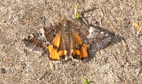 Archiearis parthenias